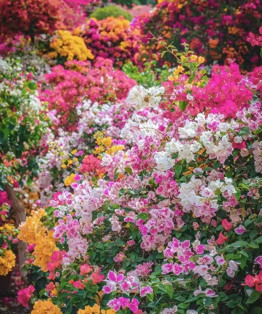 随机品种袋苗一棵