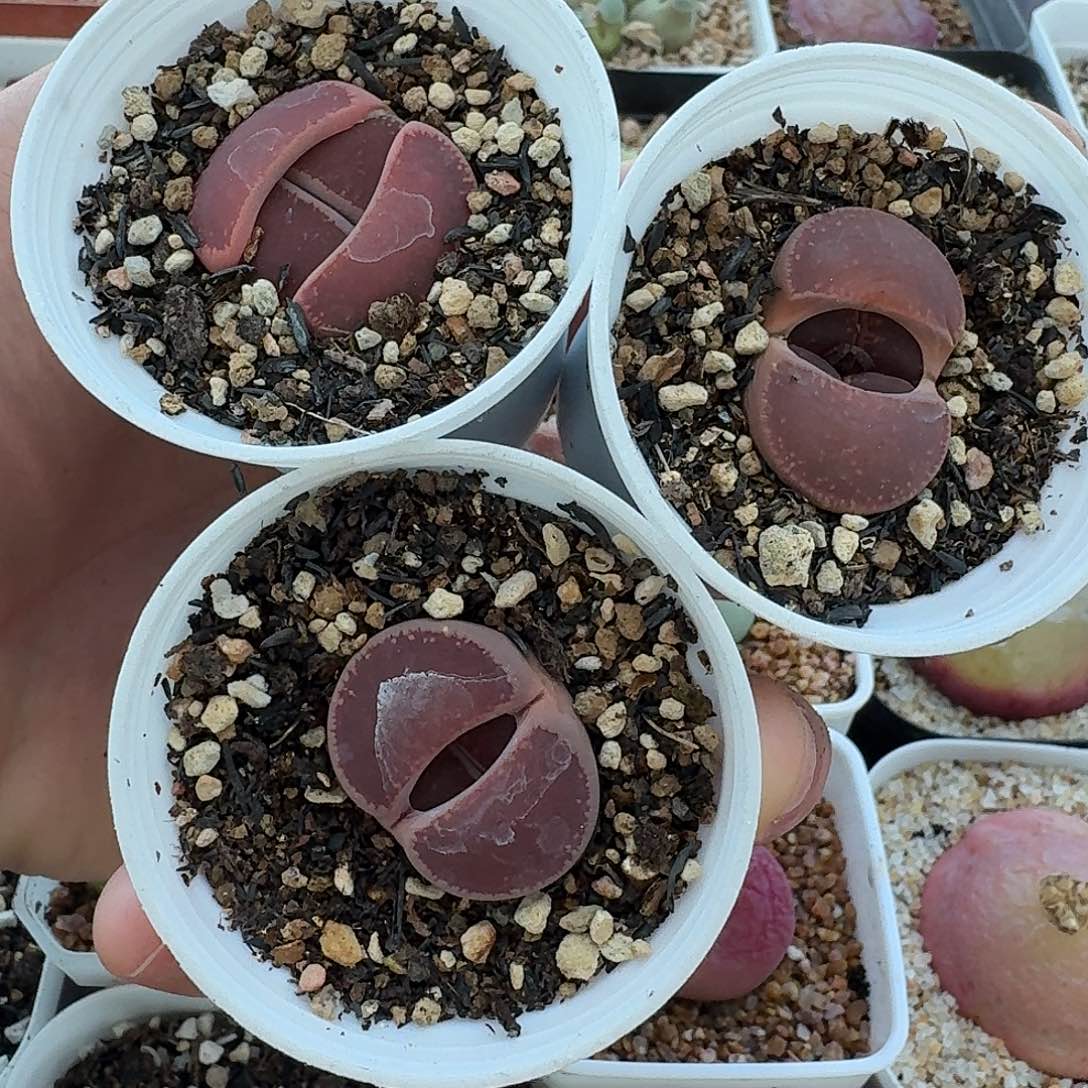 老马生石花ko2038