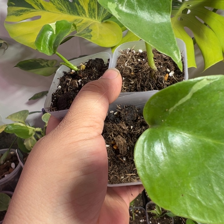 旅***步完全开放龟背竹种苗