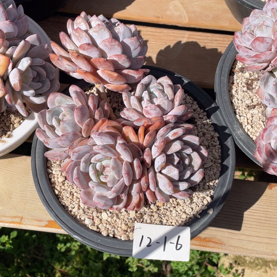 12-1-6静好多肉园艺