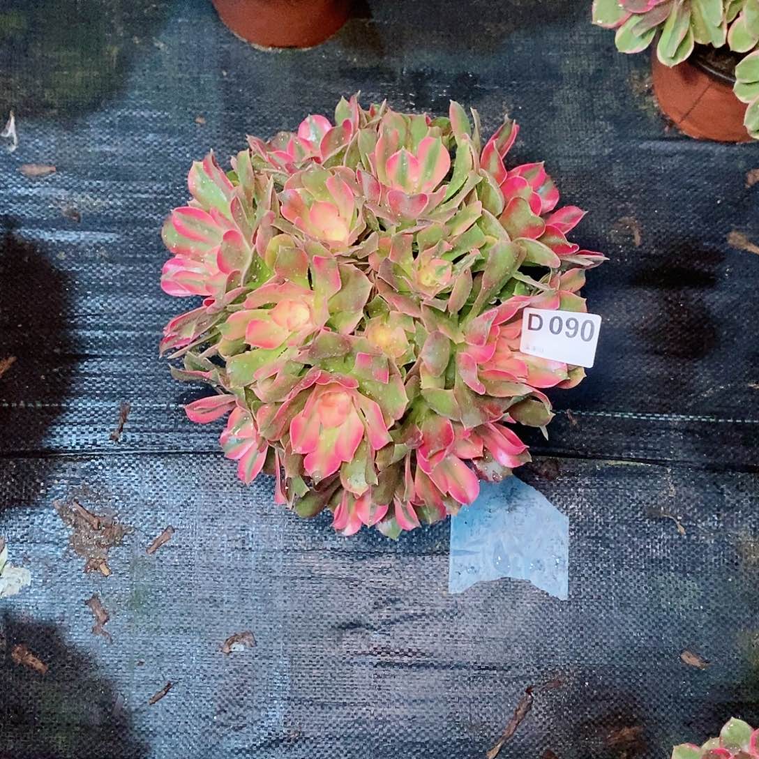 香妃090多肉11111