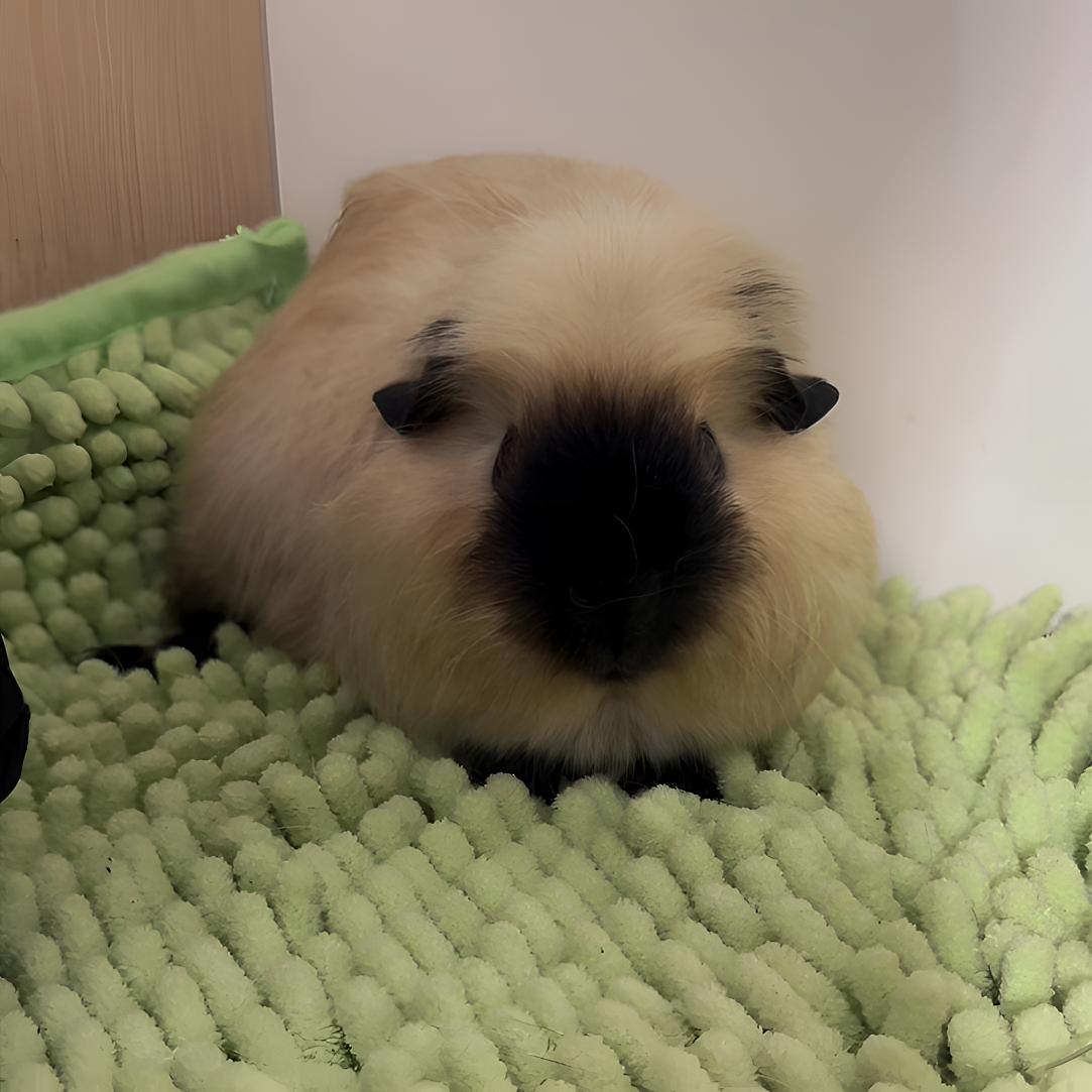 奶黄锻加州中长毛荷兰猪豚鼠妹妹京东包邮