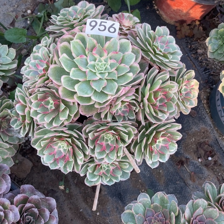 六***8完全开放956多肉植物孔雀翎