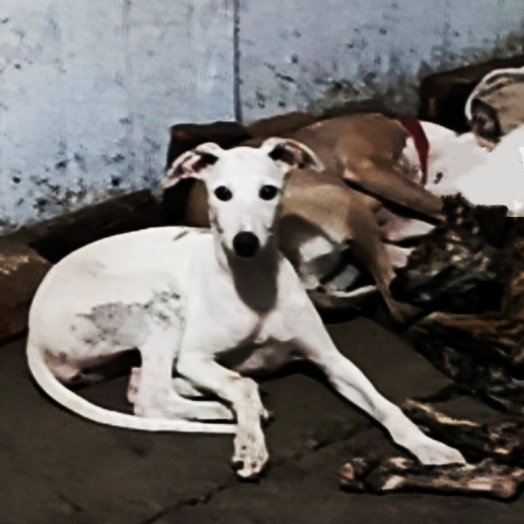 惠比特犬宠物级售卖