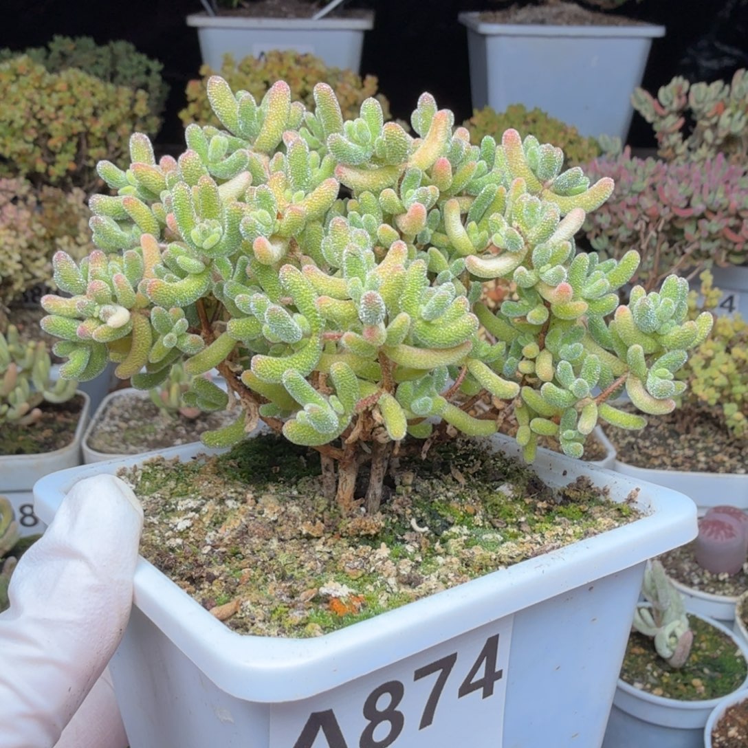 A874红冰晶枝干一物一拍