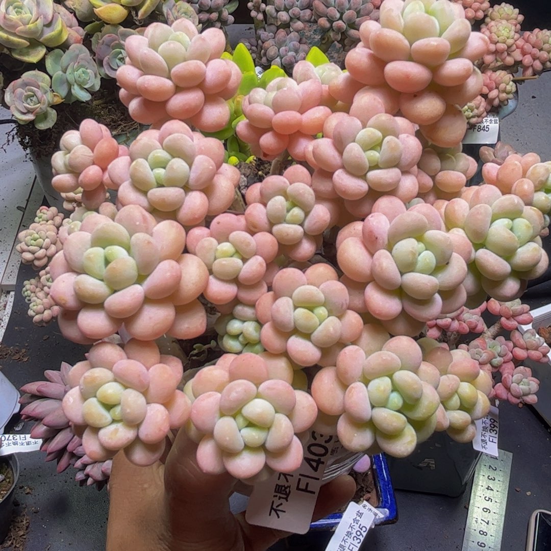洛可可403/12cn多肉