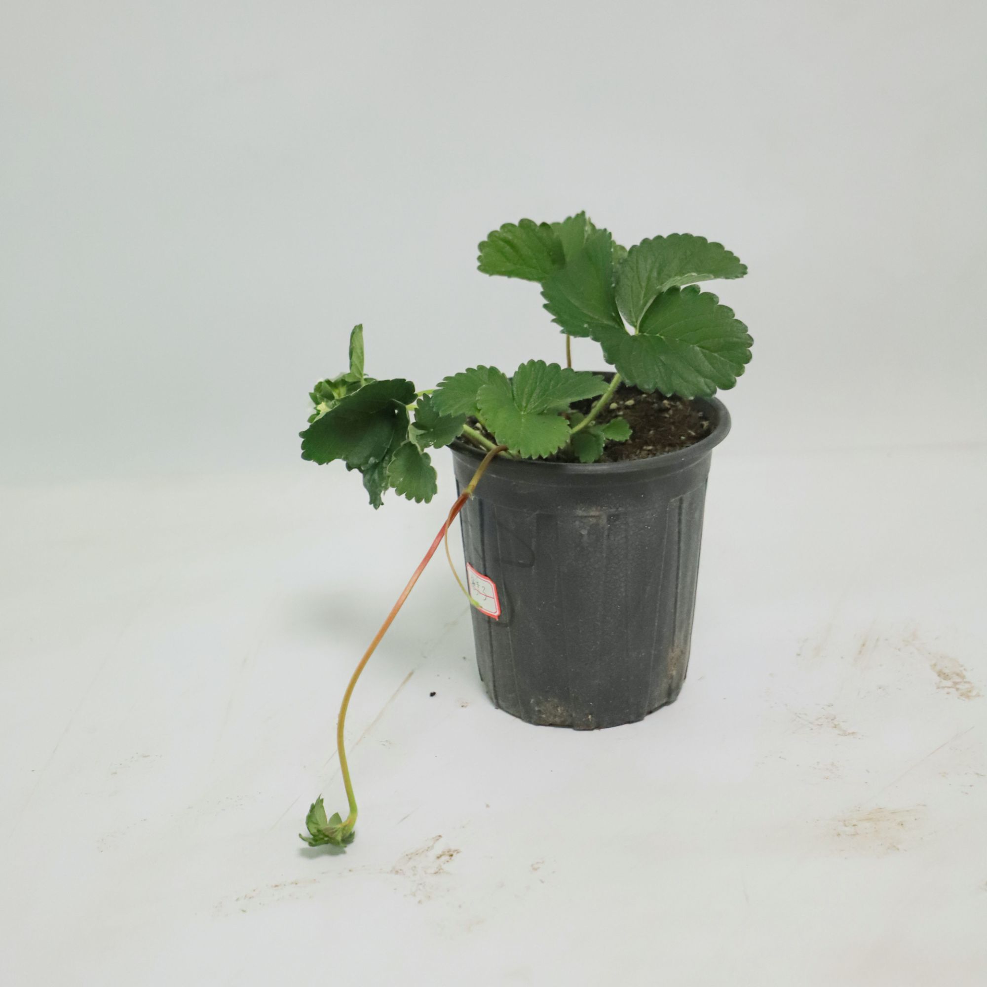 红颜 梦之莹 天仙醉 越秀 奶油各一盆草莓盆栽