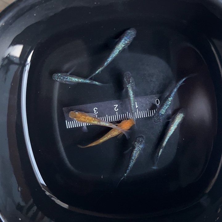 甜***猫青鳉鱼海王星6条。