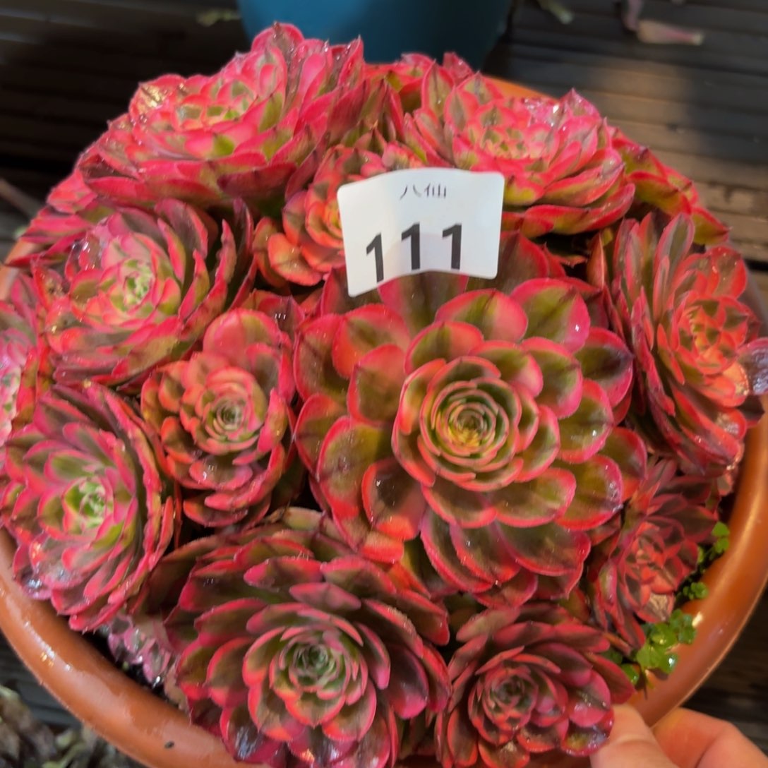 111多肉植物海神