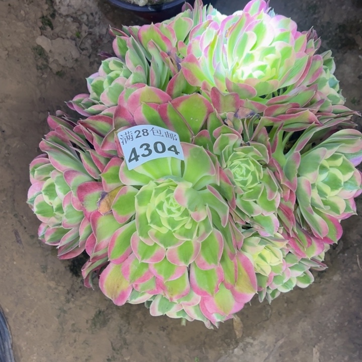 4304白凤多肉植物