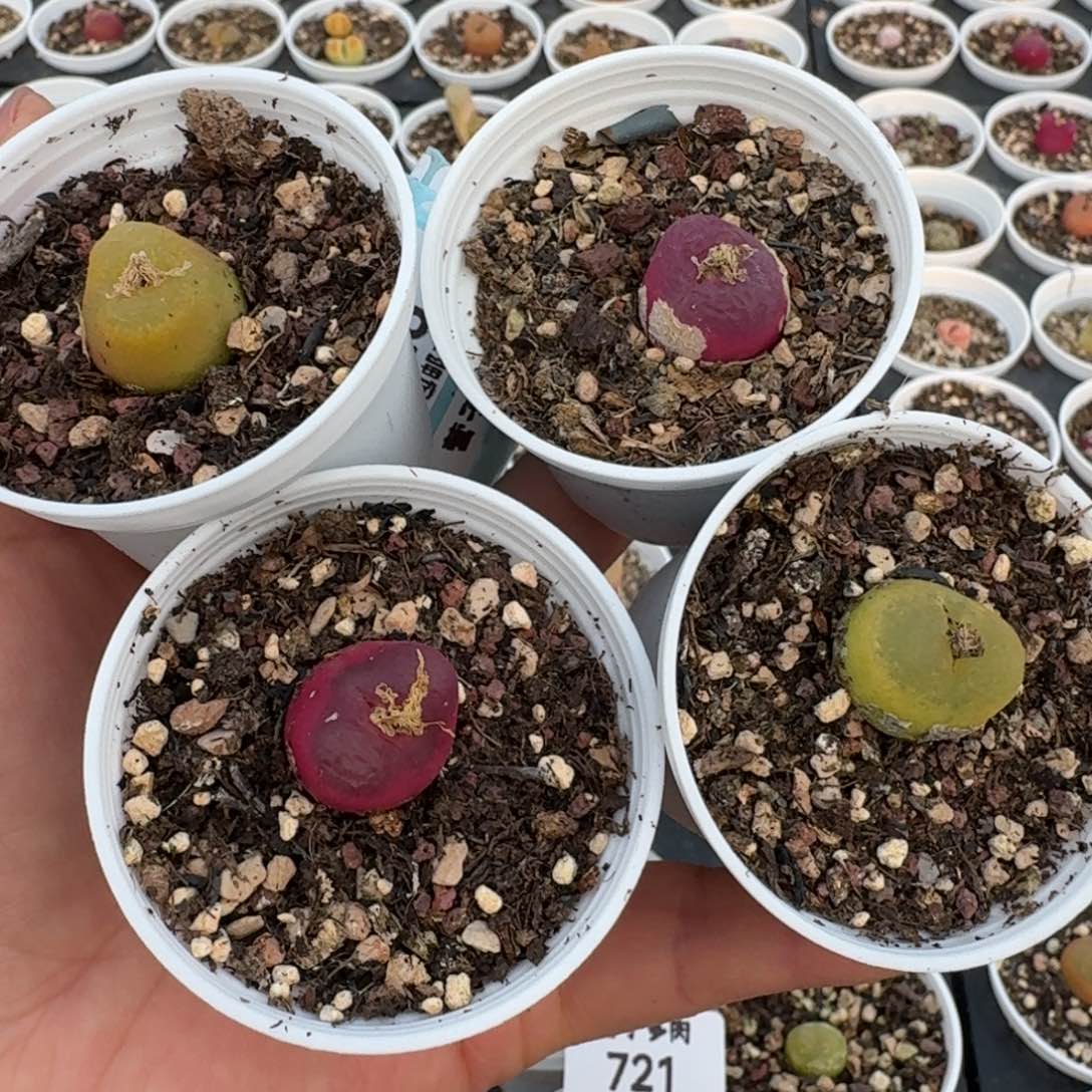 722四颗带盆土发货