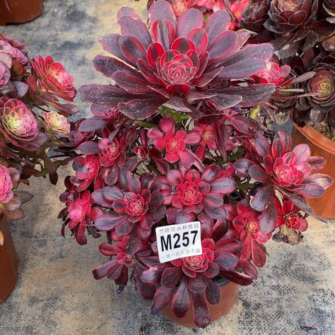 全部花朵257香耐儿嫩桩福利