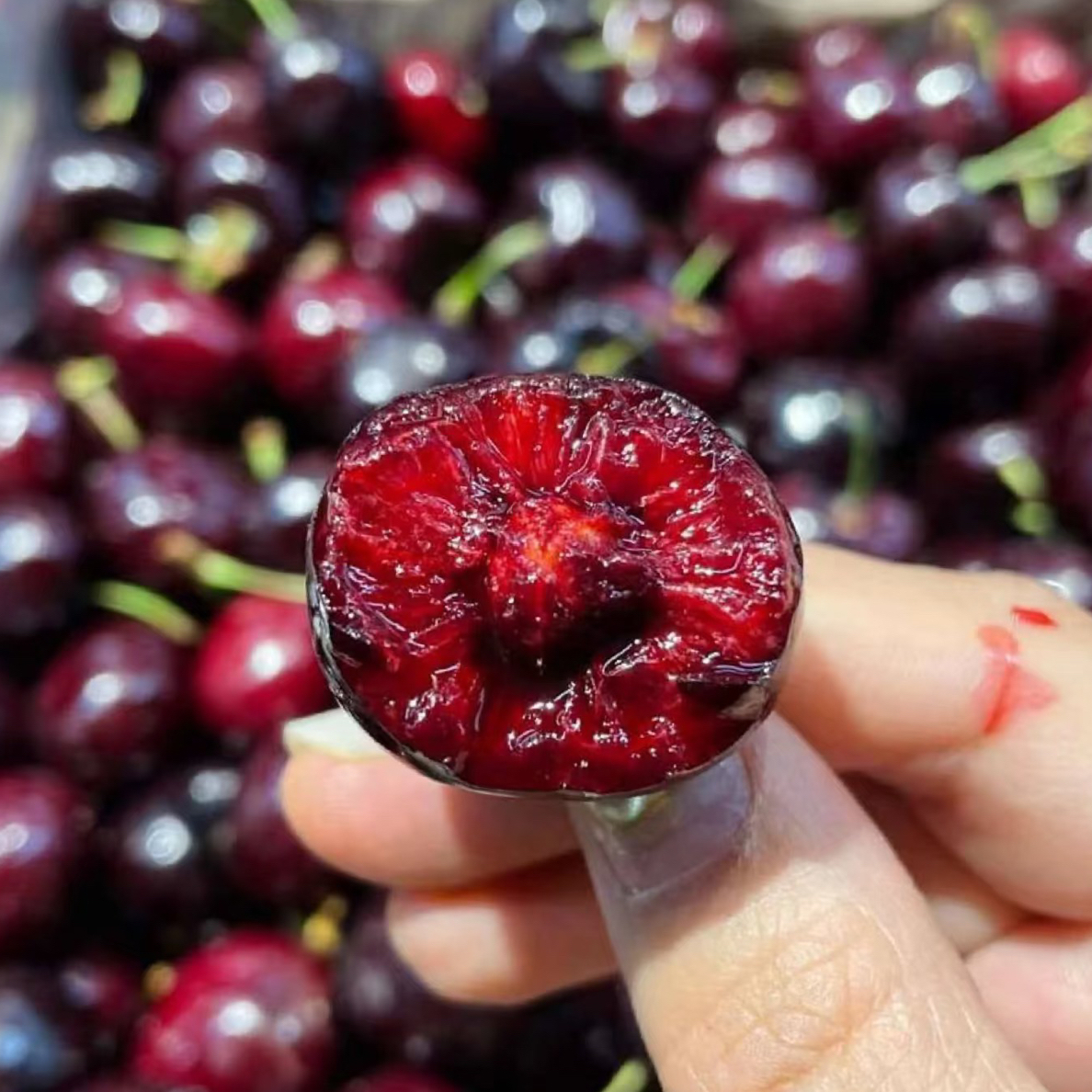 【智利空运车厘子】 【5斤装】梅达雷克斯JJD车厘子五斤桑提娜拉宾斯智利