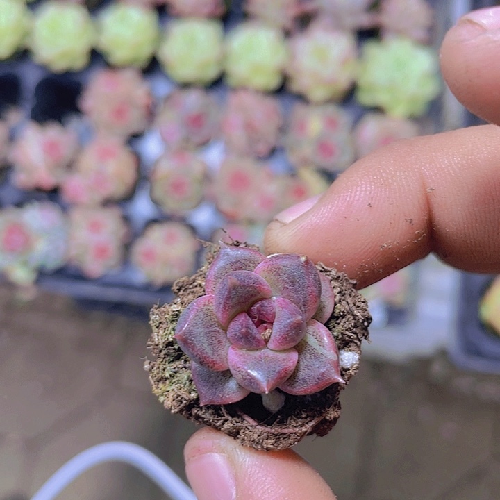 丰沛玫瑰【满10颗包邮】