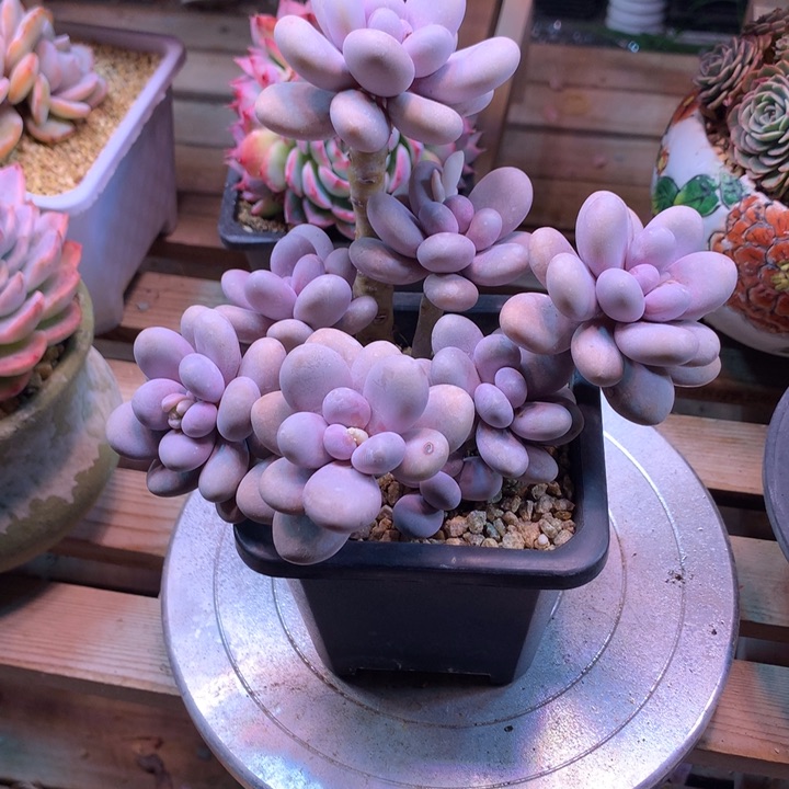 奶酪多肉植物cdycgvjj