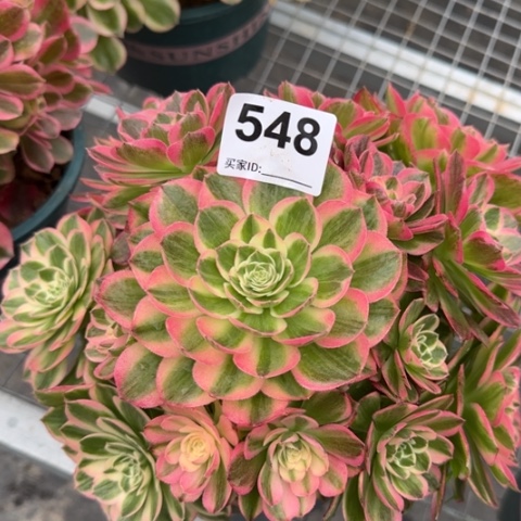 548海王22厘米左右