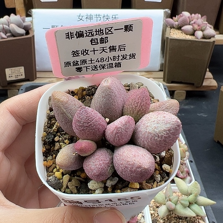 155腹部多肉植物