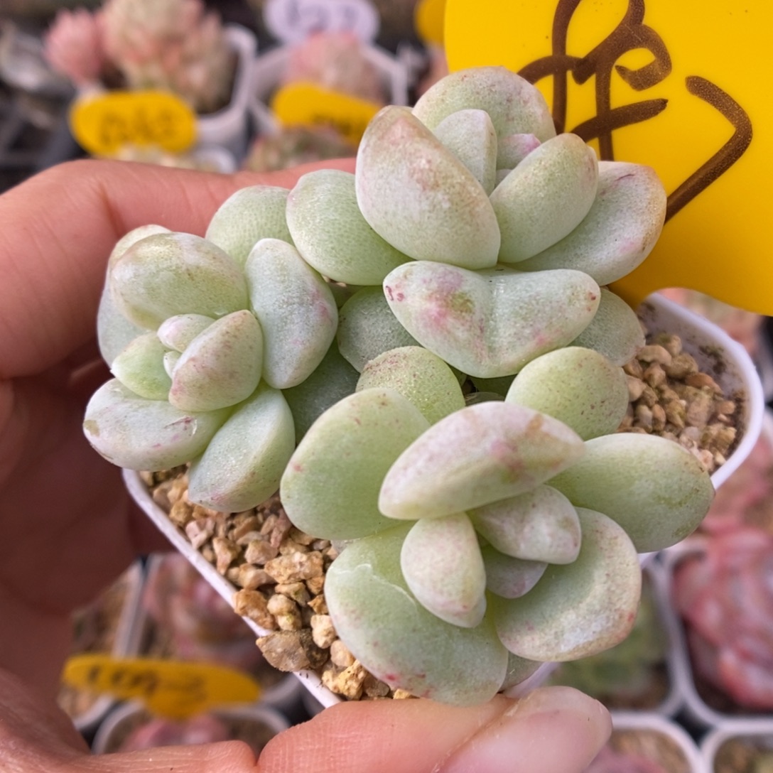 冰玉石化群生887号