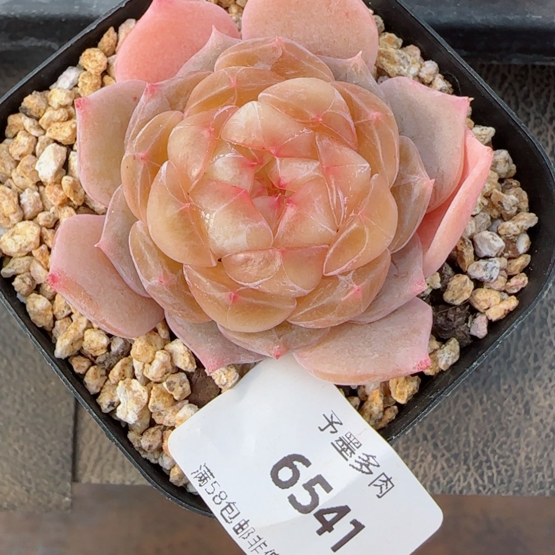 孤品珍妮，6541多肉