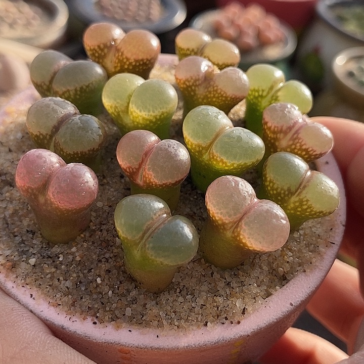 风铃cm10一组五颗          