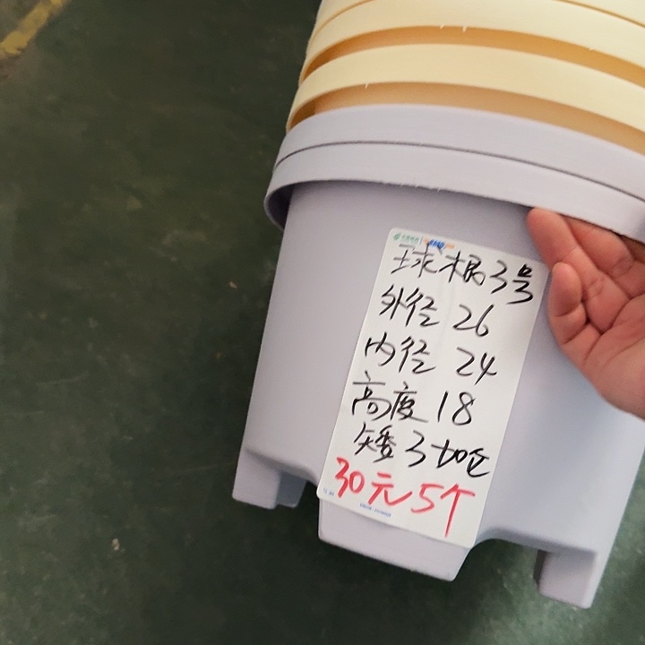 球根26口径6个无托白色