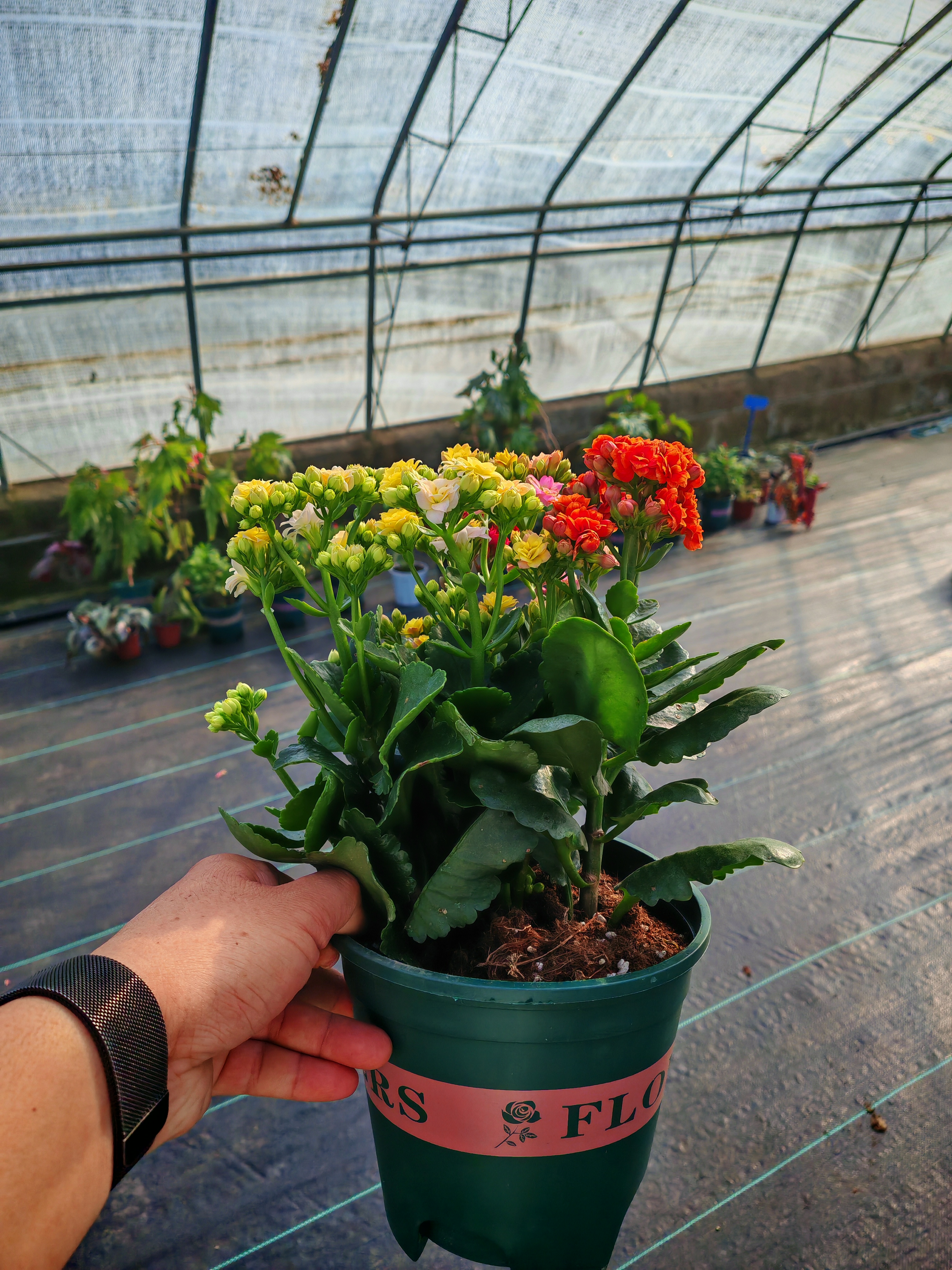 重瓣长寿花加仑盆带花苞四季开花室内阳台好养花卉绿植