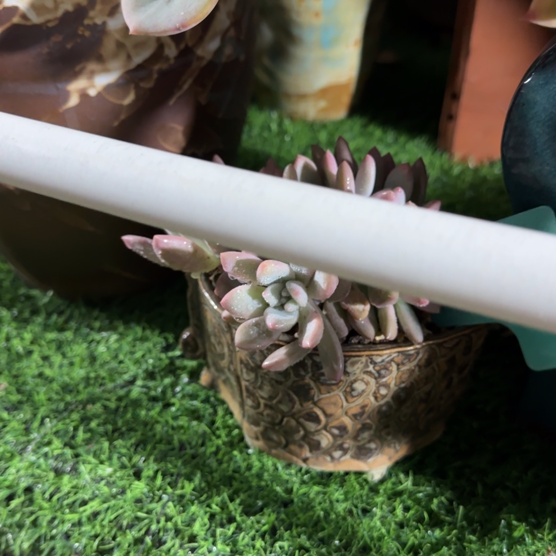 虾***仔多肉植物鱼棚花盆