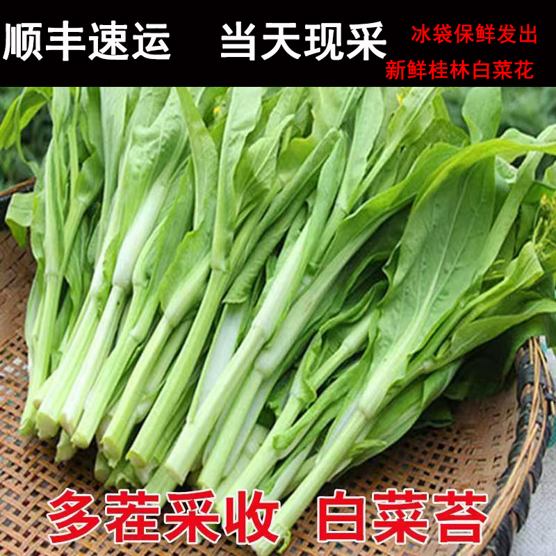 （顺丰包邮）广西桂林当季现摘菜苔白菜菜心新鲜蔬菜