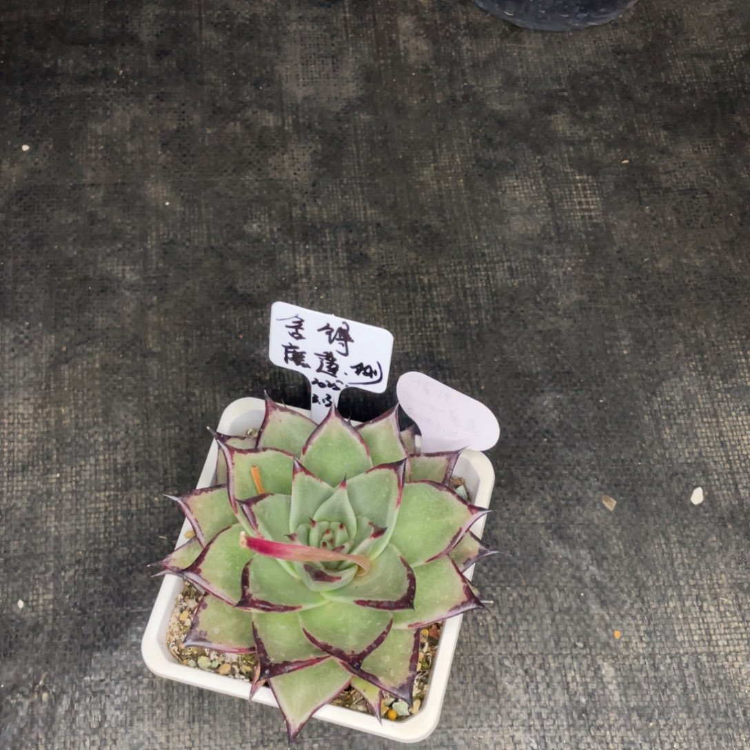 舍*多肉植物，山人园艺