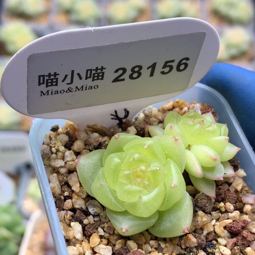 多肉植物杂交珍妮