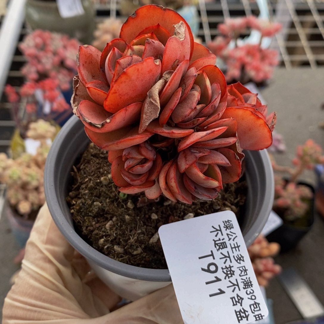 秀妍911/7cm多肉