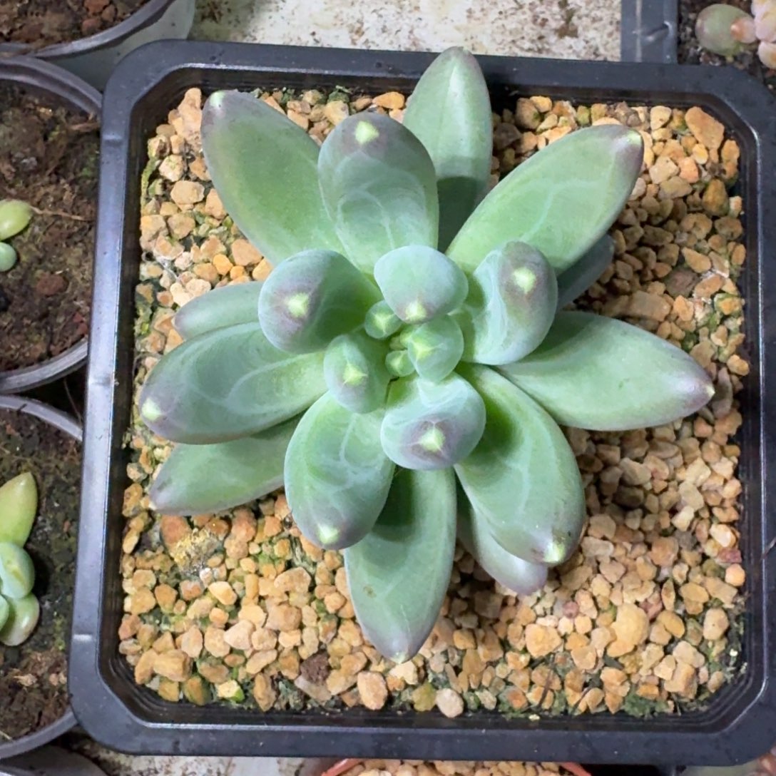 迷雾森林 单头  一物一拍