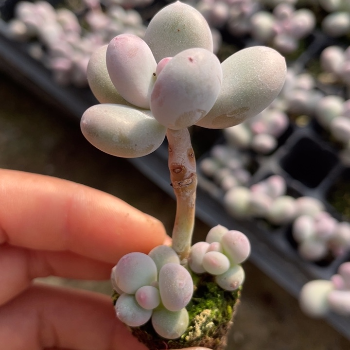 一物一拍满18包邮群