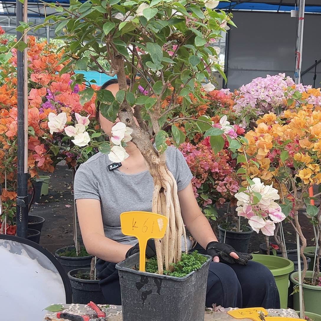 小***专大部分花苞少量开放K61章红英