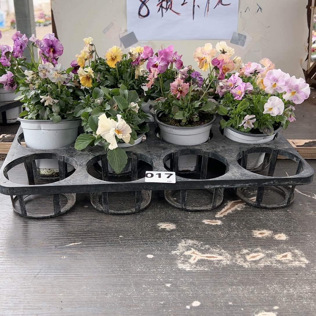 【闪购商品】017号