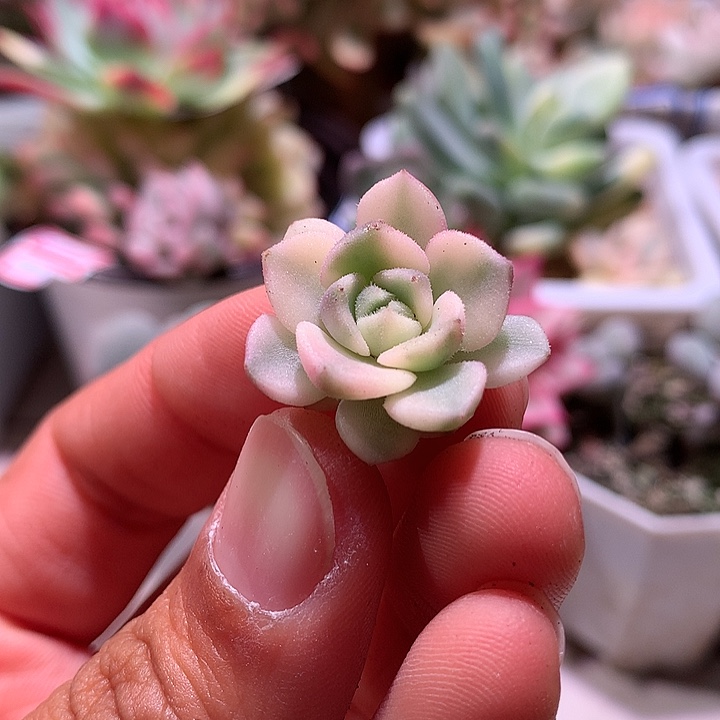 棕玫瑰锦锦腹轮锦锦锦