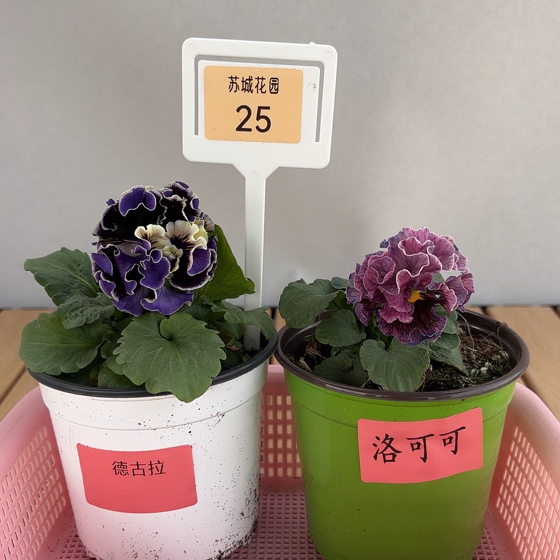 大部分开放少量花苞25