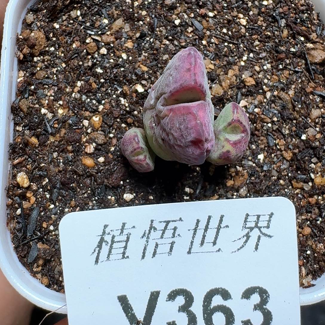 363号多肉植物哇c g