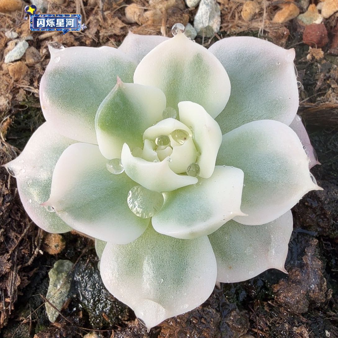 雪域锦，多肉植物。