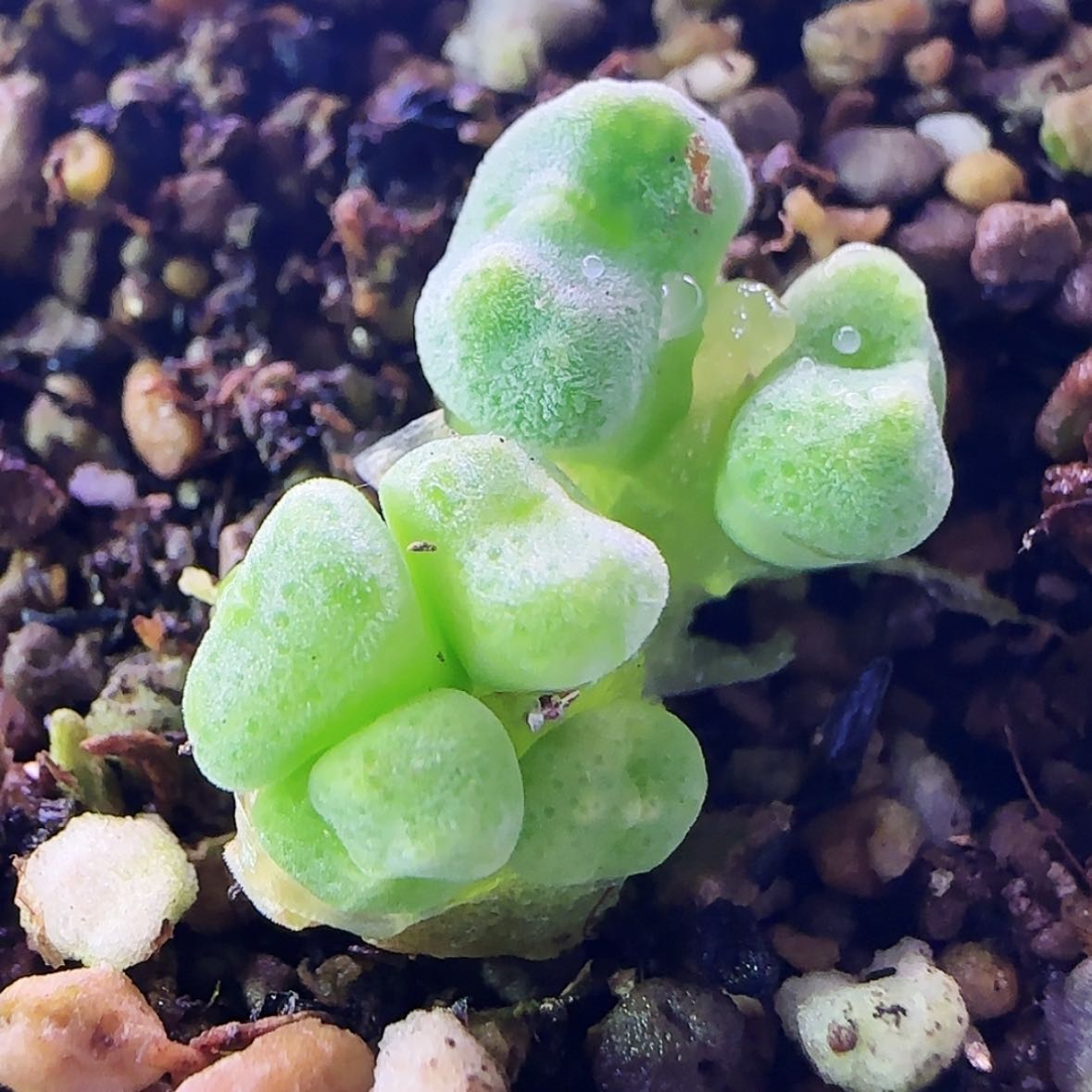 【闪购商品】绿豆糕六头尺寸小