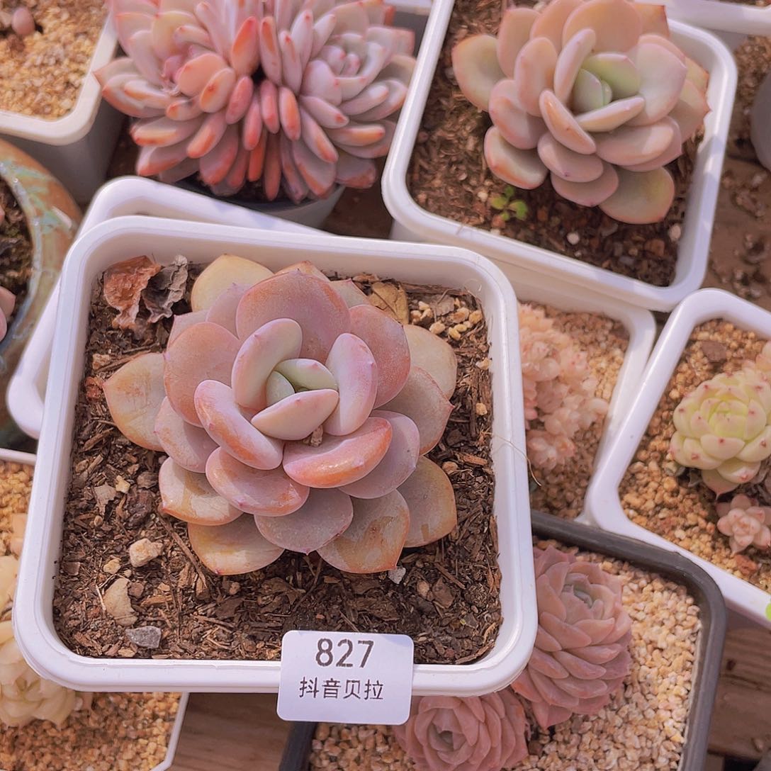 没****了827 精品多肉一物一拍