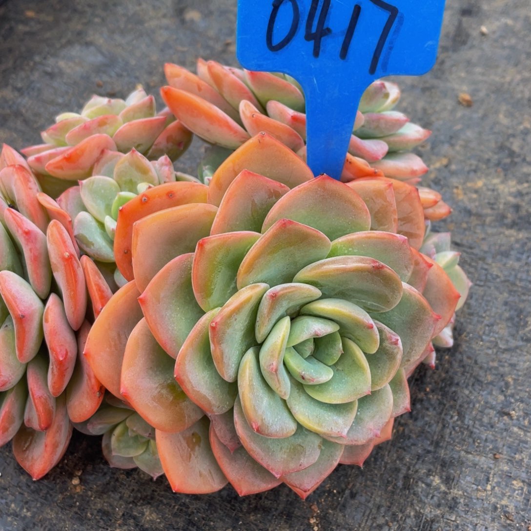 0417上午多肉植物群生