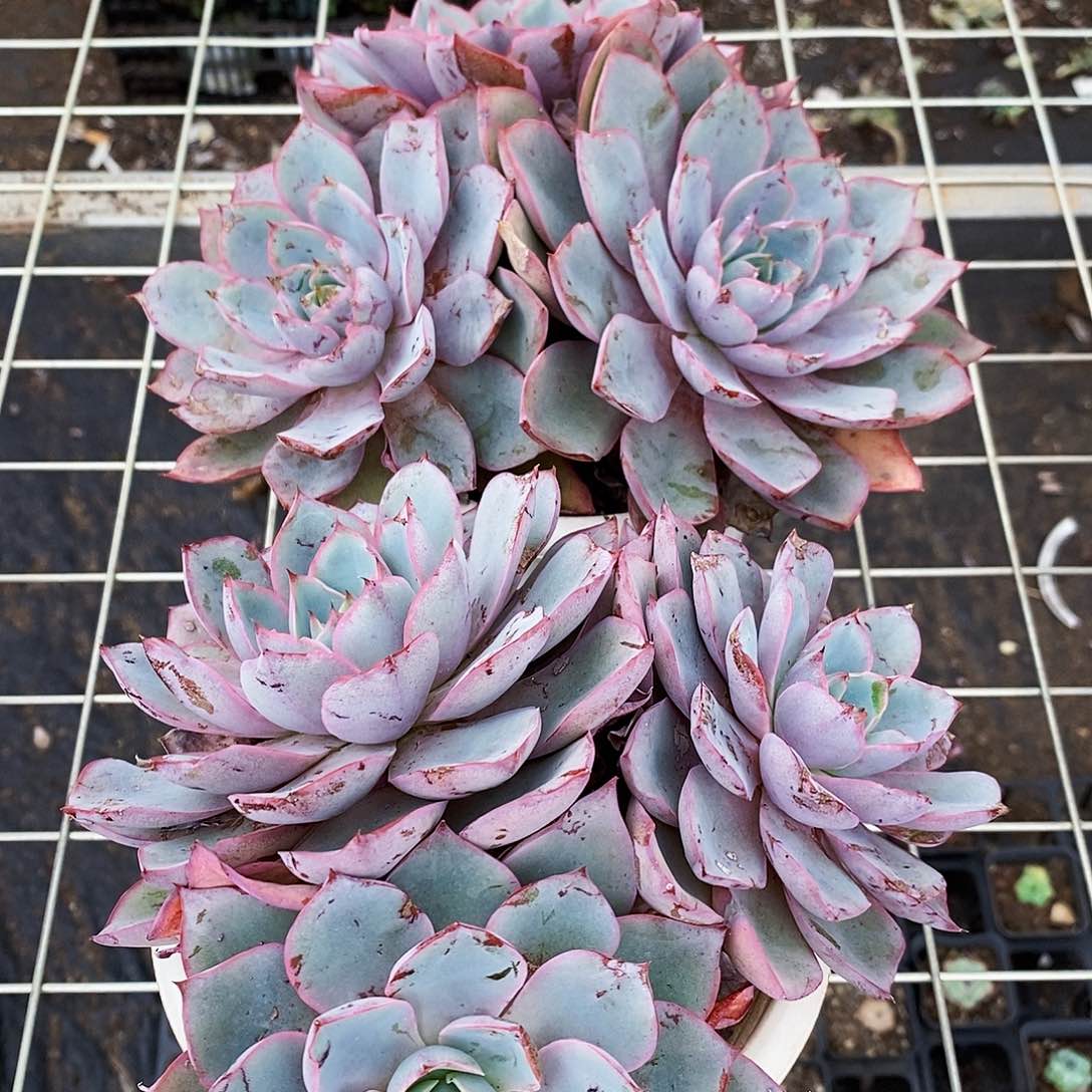 赫拉多头群生三头起发