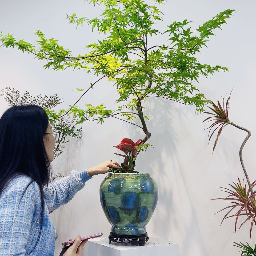 高端绿植一物一拍