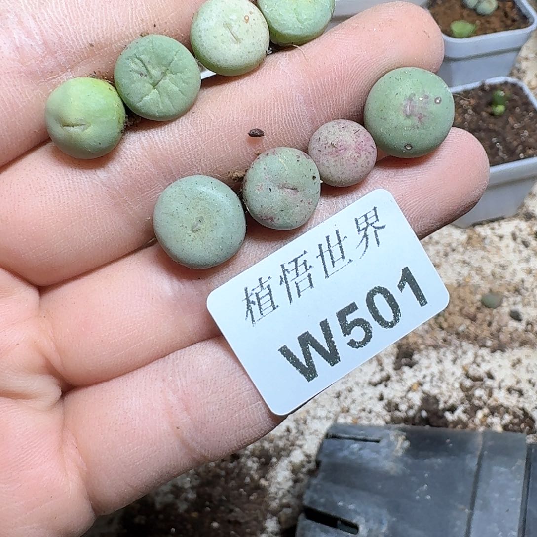 501盒的哇哇多肉植物
