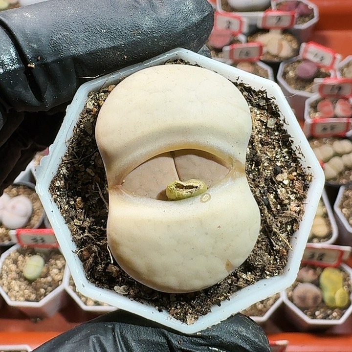 生石花11444。 186