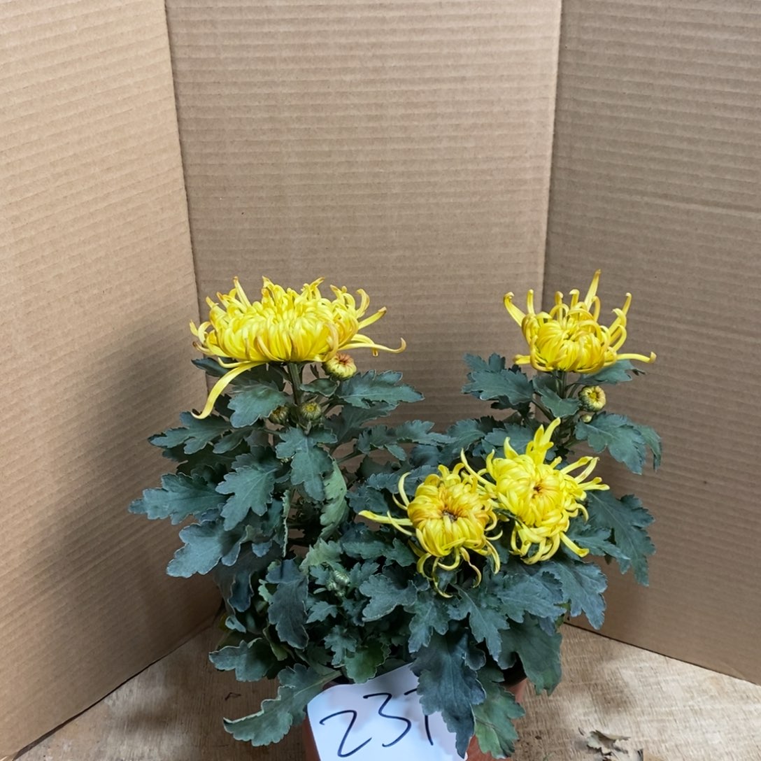 完全开放00800000237