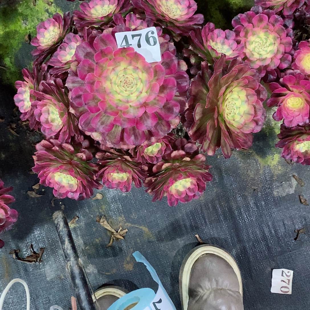 维娜斯476多肉法师植物