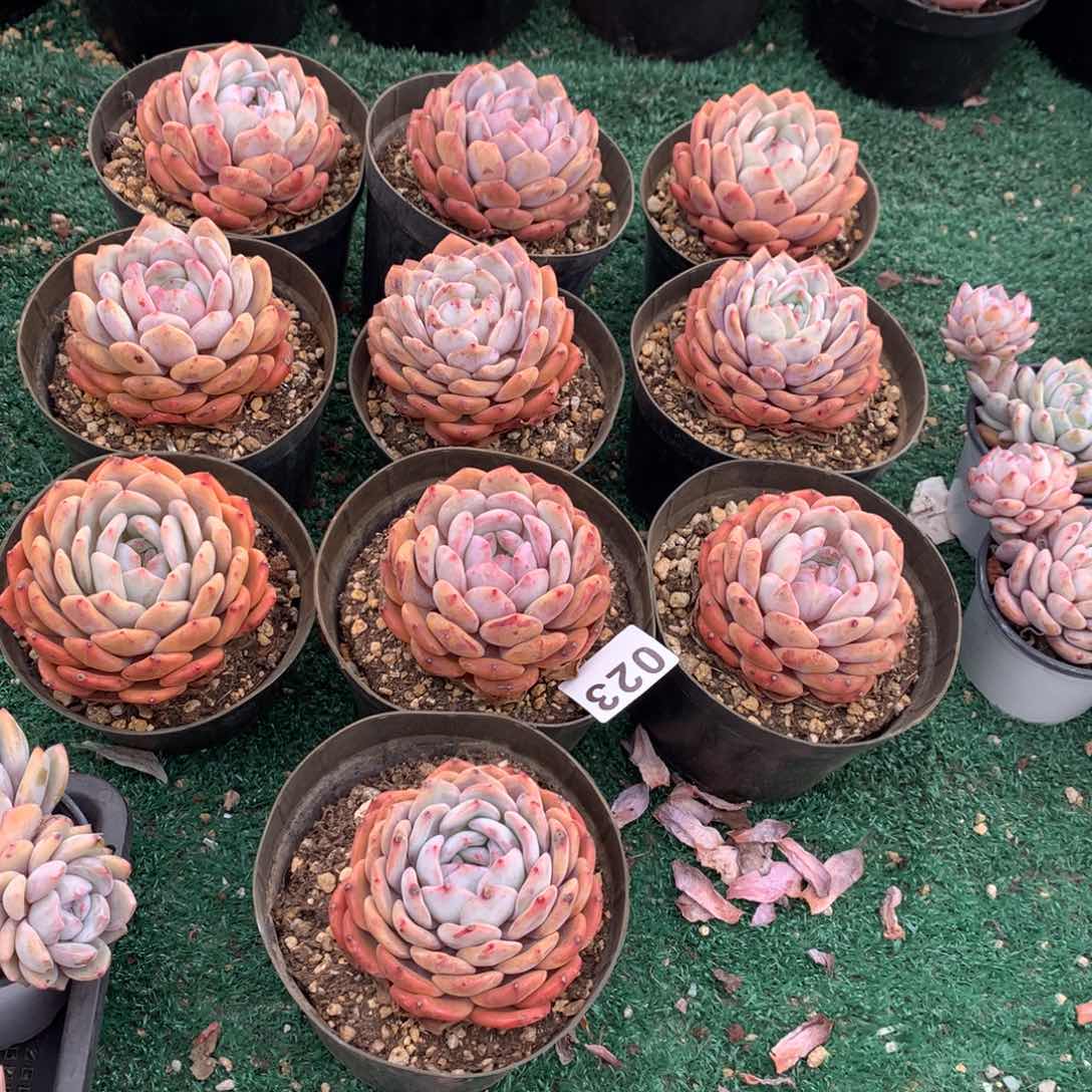 023橙子多肉植物组合