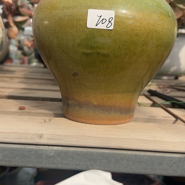 白*蔻708花盆血凤脱土发货不退不换